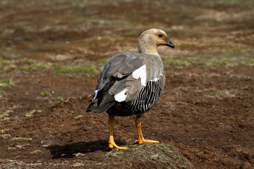 Upland Goose Female