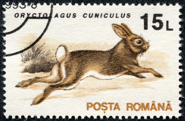 stamp printed in Romania shows European Rabbit