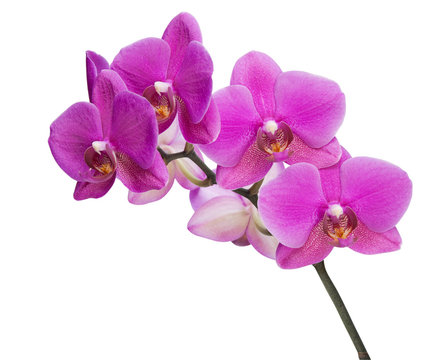 Fototapeta Orchid