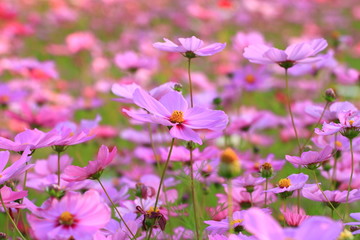 Fototapeta premium コスモス