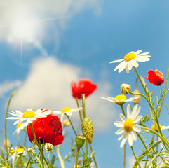 Sommerwiese mit Sonnenschein