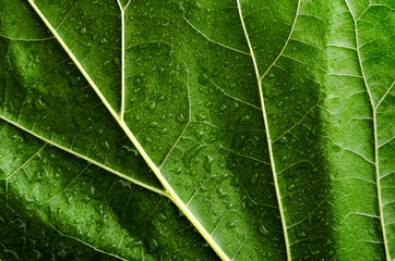 Green leaf
