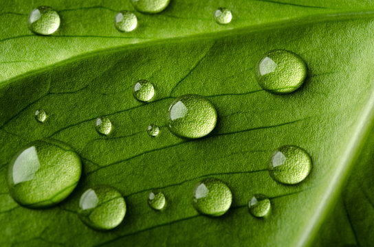 Water Droplet On A Leaf Images – Browse 390,644 Stock Photos, Vectors ...