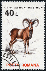 stamp printed in the Romania, shows the Mouflon