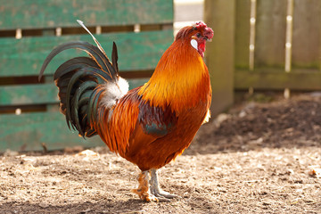 Bright colorful cockeral