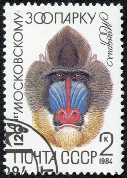 stamp printed in USSR shows a Mandrill