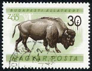 stamp printed in Hungary shows an American bison