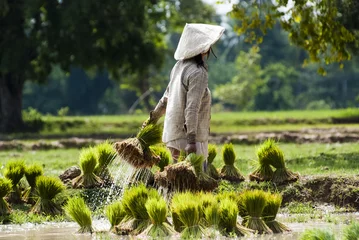 Foto op Canvas Rice plantation in Laos © gnomeandi
