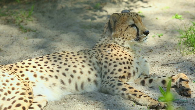 Young cheetah lying in the sand