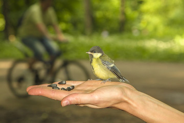 Птенец синицы на ладони