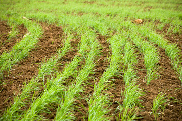 Green Sprouts of Wheat