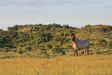 Wild horse in grass dune landscape. Konik horse.