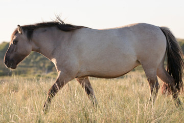 Obraz na płótnie Canvas Wild horse in grass dune landscape. Konik horse.