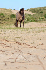 Wild horse in grass dune landscape. Konik horse.