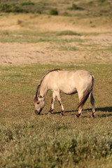 Grazing wild horse in grass dune landscape. Konik horse.
