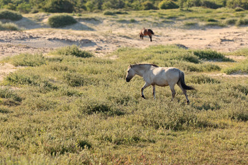 Obraz na płótnie Canvas Grazing wild horse in grass dune landscape. Konik horse.