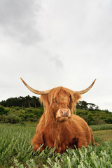 Scottish highlander cow in grass dune landscape with cloudy sky.