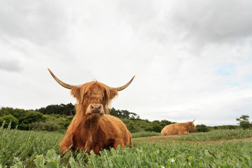 Scottish highlander cow in grass dune landscape with cloudy sky.