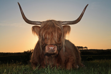 Scottish highlander cow in grass dune landscape at sunset.