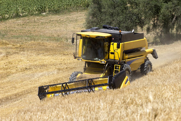 Obraz premium Harvest of wheat and barley