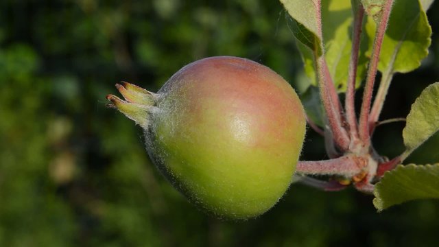 junger Apfel am Baum
