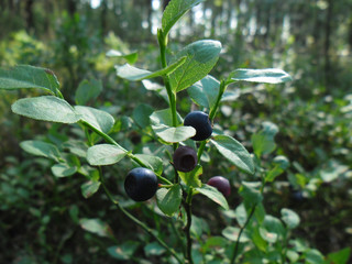 Vaccinium myrtillus © Lucasos