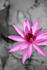 pink lotus.
