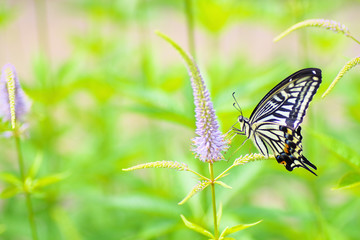 A swallowtail butterfly perched on veronicastrum japonicum