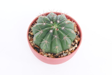 Cactus in a pot isolated on white background