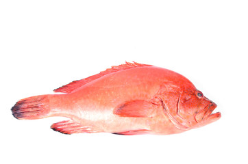 Red fish on a white background
