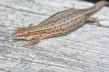 lazy lizard