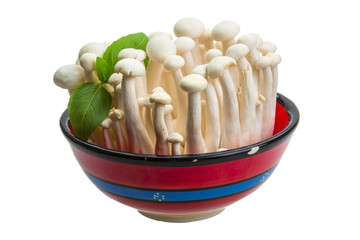 Japan mushroom Shimeji