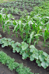 various vegetables in the vegetable garden
