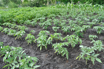 tomato plantation