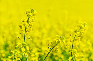 Obraz premium Gelbes Rapsfeld im Frühling