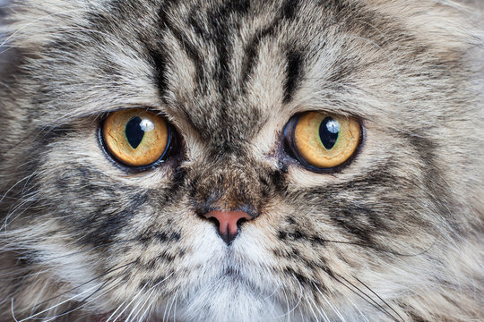 Katze