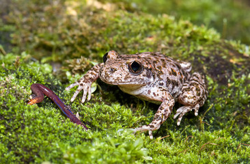 Small Toad