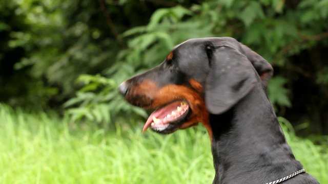 Doberman dog portrait
