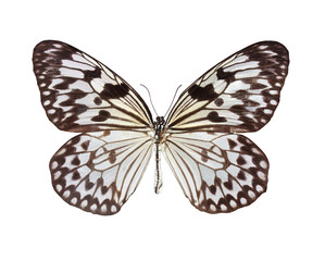 Obraz na płótnie Canvas The Paper Kite butterfly