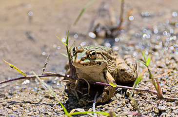 Green Frog
