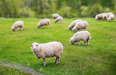 Sheep graze