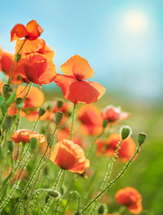 Fototapeta premium Field of flowers