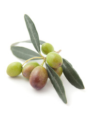 Olive branch isloated on white