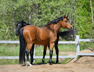 Fototapeta premium Two purebred horses on manege