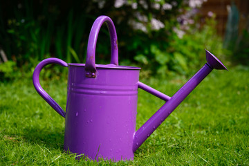 Purple watering can © Gry Thunes