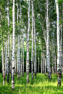 Beautiful evening Birch Grove in june