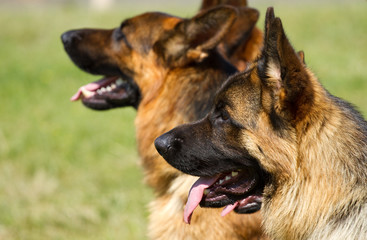 German Shepherd Dogs