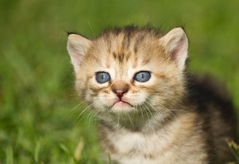 Naklejka na ściany i meble Kitten on the grass