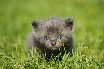 kitten on the grass