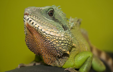 Chinese water dragon